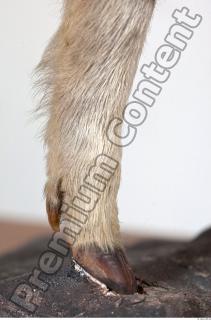 Pig leg photo reference 0003